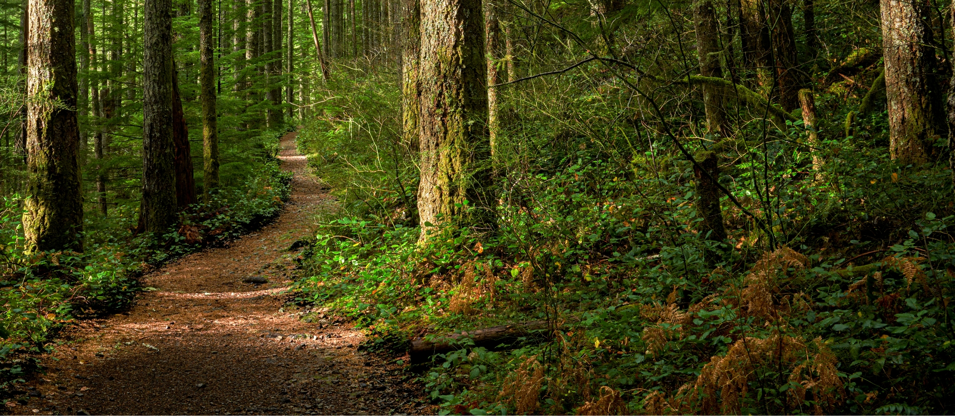 Hiking trail in the woods